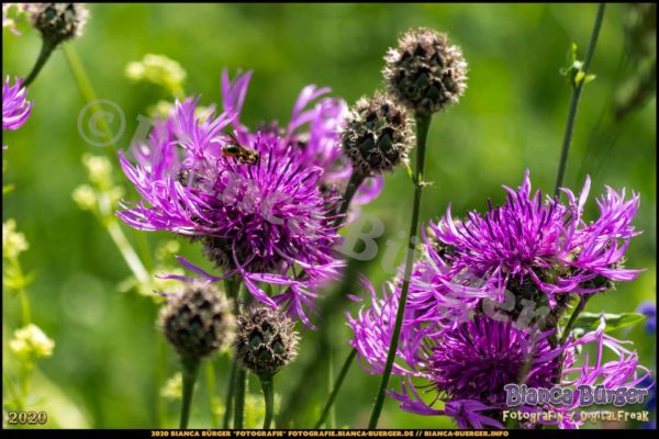 Bild "Wilde Blumen auf einer Wiese"