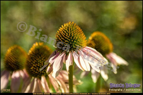 Bild "Echinacea-Blüte - bald verblüht"